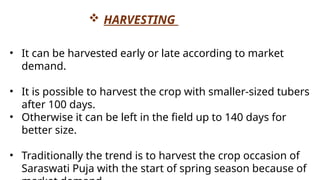  HARVESTING
• It can be harvested early or late according to market
demand.
• It is possible to harvest the crop with smaller-sized tubers
after 100 days.
• Otherwise it can be left in the field up to 140 days for
better size.
• Traditionally the trend is to harvest the crop occasion of
Saraswati Puja with the start of spring season because of
 