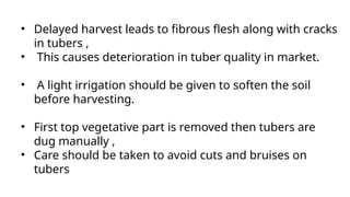 • Delayed harvest leads to fibrous flesh along with cracks
in tubers ,
• This causes deterioration in tuber quality in market.​
• A light irrigation should be given to soften the soil
before harvesting.​
• First top vegetative part is removed then tubers are
dug manually ,
• Care should be taken to avoid cuts and bruises on
tubers​
 