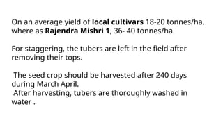 On an average yield of local cultivars 18-20 tonnes/ha,
where as Rajendra Mishri 1, 36- 40 tonnes/ha.
For staggering, the tubers are left in the field after
removing their tops.
The seed crop should be harvested after 240 days
during March April.
After harvesting, tubers are thoroughly washed in
water .
 