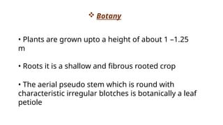  Botany
• Plants are grown upto a height of about 1 –1.25
m
• Roots it is a shallow and fibrous rooted crop
• The aerial pseudo stem which is round with
characteristic irregular blotches is botanically a leaf
petiole
 