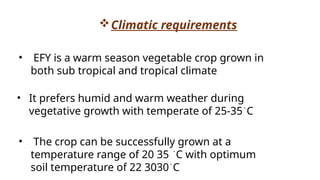Climatic requirements
• EFY is a warm season vegetable crop grown in
both sub tropical and tropical climate
• It prefers humid and warm weather during
vegetative growth with temperate of 25-35֯C
• The crop can be successfully grown at a
temperature range of 20 35 ֯C with optimum
soil temperature of 22 3030֯C
 
