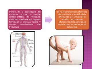 Dentro de la concepción del        Se ha relacionado con el sentido
esquema corporal, la función        del equilibrio, el sentido de la
cinético-estática del vestíbulo,     orientación y el sentido de la
efectuada mediante sus órganos           marcha, , así como con
terminales el utrículo, sáculo y     alteraciones de la percepción
canales     semicirculares,  con    espacial que ocupan las partes
frecuencia                                    del cuerpo.
 