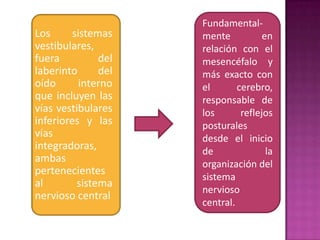 Fundamental-
Los      sistemas    mente           en
vestibulares,        relación con el
fuera          del   mesencéfalo y
laberinto      del   más exacto con
oído       interno   el       cerebro,
que incluyen las     responsable de
vías vestibulares    los       reflejos
inferiores y las     posturales
vías                 desde el inicio
integradoras,        de               la
ambas                organización del
pertenecientes
                     sistema
al        sistema
                     nervioso
nervioso central
                     central.
 