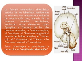 La función orientadora cinestésico-
estática de los laberintos vestibulares
se relaciona con mecanismos unitarios
de coordinación que, además de los
sistemas      neurales     vestibulares,
involucran otros elementos como
*ganglios y *núcleos de las vías
oculares centrales, la *médula espinal,
el *cerebelo, el *fascículo longitudinal
interno del bulbo raquídeo, el *núcleo
rojo, el *hipotálamo, el *tálamo y las
*cortezas cerebral y *cerebelosa.
Estos constituyen y contribuyen a
desarrollar el "sentido de orientación".
 