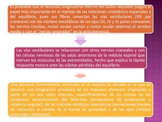 Es probable que el fascículo longitudinal interno del bulbo raquídeo juegue el
papel más importante en el manejo de las relaciones cinestésico-espaciales y
del equilibrio, pues sus fibras conectan las vías vestibulares (VIII par
craneano) con los núcleos encefálicos de los ojos (III, IV y VI pares craneanos:
los nervios troclear, motor ocular común y motor ocular externo) el cerebro
medio y con el "nervio separador" en la protuberancia.



   Las vías vestibulares se relacionan con otros nervios craneales y con
   las células nerviosas de las astas anteriores de la médula espinal que
   inervan los músculos de las extremidades, hecho que explica la rápida
   respuesta motora ante las súbitas pérdidas del equilibrio.



Una persona normalmente orientada en el espacio es aquella en la que se
observa una integración armónica de los impulsos aferentes originados a
partir de los dos oídos internos, específicamente, de las crestas de los
conductos semicirculares del laberinto (sensaciones de aceleración y
rotatoria angular), de las máculas otolíticas laberínticas (sensaciones lineales
de inducción al cambio de la fuerza de gravedad) y de los ojos (reflejos
posturales retinianos).
 