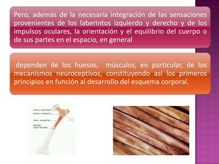 Pero, además de la necesaria integración de las sensaciones
provenientes de los laberintos izquierdo y derecho y de los
impulsos oculares, la orientación y el equilibrio del cuerpo o
de sus partes en el espacio, en general


dependen de los huesos, músculos, en particular, de los
mecanismos neuroceptivos, constituyendo así los primeros
principios en función al desarrollo del esquema corporal.
 