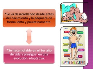 *Se va desarrollando desde antes
 del nacimiento y la adquiere en
 forma lenta y paulatinamente.




 *Se hace notable en el 3er año
   de vida y prosigue en una
     evolución adaptativa.
 