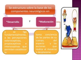 Se estructura sobre la base de los
    componentes neurológicos en


 *Desarrollo           y     *Maduración


y       se      liga
fundamentalmente,          toma conciencia
a las percepciones         de las partes de su
exteroceptivas,            cuerpo,         del
propioceptivas     e       espacio      y las
interoceptivas que         acciones       que
permiten establecer        realiza al moverse
la                         o desplazarse.
 