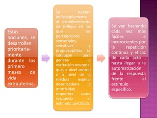 Se           sujetan
                 indisolublemente
                 al establecimiento
                 de reflejos en los      Se van haciendo
Estas            que               las   cada vez más
nociones, se     percepciones            fáciles          e
                 sensoriales,            inconscientes por
desarrollan      sensitivas          y
prioritaria-                             la      repetición
                 propioceptivas se       continua y eficaz
mente            conjugan        para
                 generar            la
                                         de cada acto ,
durante los                              hasta llegar a la
primero          excitación neuronal
                 que, a nivel central    automatización
meses       de   o a nivel de la         de la respuesta
vida             médula       espinal    frente           al
extrauterina.    desencadena        la   estímulo
                 motricidad              específico.
                 requerida      como
                 respuesta          al
                 estímulo percibido.
 