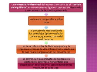 Un elemento fundamental del esquema corporal es el "sentido
del equilibrio“, este se encuentra ligado al proceso de desarrollo
              y crecimiento de la porción petrosa de


                 los huesos temporales y sobre
                              todo


                   al proceso de maduración de
                 los complejos óptico-vestíbulo-
                  cocleares, que como parte del
                           oído interno,

            se desarrollan entre la décimo segunda y la
       trigésima semanas de vida intrauterina, cuando en
           la fase final de organización del oído interno

          se diferencian los conductos semicirculares
           posteriores, externos y horizontales que
        desembocan el utrículo y el sáculo del laberinto
                    vestibular de cada lado.
 