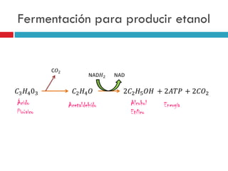 Fermentación para producir etanol

 