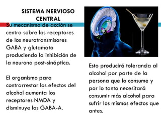 SISTEMA NERVIOSO
CENTRAL
Su mecanismo de acción se
centra sobre los receptores
de los neurotransmisores
GABA y glutamato
produciendo la inhibición de
la neurona post-sináptica.

El organismo para
contrarrestar los efectos del
alcohol aumenta los
receptores NMDA y
disminuye los GABA-A.

Esto producirá tolerancia al
alcohol por parte de la
persona que lo consume y
por lo tanto necesitará
consumir más alcohol para
sufrir los mismos efectos que
antes.

 