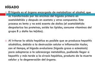 HÍGADO




El hígado es el órgano encargado de metabolizar el alcohol, que
es transformado por las enzimas del hígado primero en
acetaldehído y después en acetato y otros compuestos. Este
proceso es lento y no está exento de daños (el acetaldehído
despolariza las proteínas, oxida los lípidos, consume vitaminas del
grupo B y daña los tejidos).
Al irritarse la célula hepática es posible que se produzca hepatitis
alcohólica, debido a la destrucción celular e inflamación tisular,
con el tiempo, el hígado evoluciona (hígado graso o esteatosis)
para adaptarse a la sobrecarga metabólica, pudiendo llegar a
hepatitis y más tarde a la cirrosis hepática, producto de la muerte
celular y la degeneración del órgano.

 