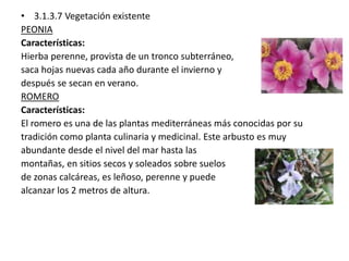 • 3.1.3.7 Vegetación existente 
PEONIA 
Características: 
Hierba perenne, provista de un tronco subterráneo, 
saca hojas nuevas cada año durante el invierno y 
después se secan en verano. 
ROMERO 
Características: 
El romero es una de las plantas mediterráneas más conocidas por su 
tradición como planta culinaria y medicinal. Este arbusto es muy 
abundante desde el nivel del mar hasta las 
montañas, en sitios secos y soleados sobre suelos 
de zonas calcáreas, es leñoso, perenne y puede 
alcanzar los 2 metros de altura. 
 