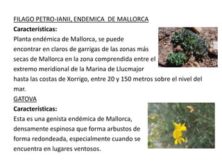 FILAGO PETRO-IANII, ENDEMICA DE MALLORCA 
Características: 
Planta endémica de Mallorca, se puede 
encontrar en claros de garrigas de las zonas más 
secas de Mallorca en la zona comprendida entre el 
extremo meridional de la Marina de Llucmajor 
hasta las costas de Xorrigo, entre 20 y 150 metros sobre el nivel del 
mar. 
GATOVA 
Características: 
Esta es una genista endémica de Mallorca, 
densamente espinosa que forma arbustos de 
forma redondeada, especialmente cuando se 
encuentra en lugares ventosos. 
 