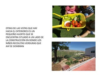 OTRAS DE LAS VISTAS QUE HAY 
HACIA EL EXTERIORES ES UN 
PEQUEÑO HUERTO QUE SE 
ENCUENTRA SITUADO A UN LADO DE 
LA CONSTRUCCIÓN EN DONDE LOS 
NIÑOS RECOLETAS VERDURAS QUE 
AHÍ SE SIEMBRAN 
 