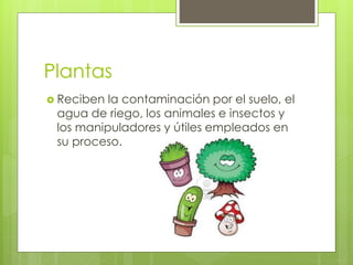 Plantas
 Reciben la contaminación por el suelo, el
agua de riego, los animales e insectos y
los manipuladores y útiles empleados en
su proceso.
 