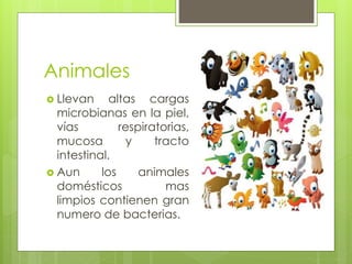 Animales
 Llevan altas cargas
microbianas en la piel,
vías respiratorias,
mucosa y tracto
intestinal.
 Aun los animales
domésticos mas
limpios contienen gran
numero de bacterias.
 