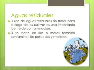 Aguas residuales
 El uso de aguas residuales sin tratar para
el riego de los cultivos es una importante
fuente de contaminación.
 Si se vierte en ríos o mares también
contaminan los pescados y mariscos.
 