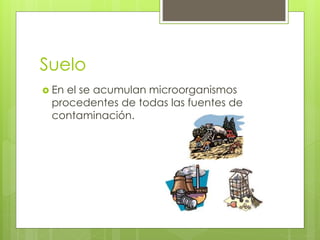 Suelo
 En el se acumulan microorganismos
procedentes de todas las fuentes de
contaminación.
 