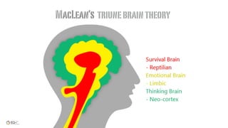 MacLean’s triunebraintheory
 