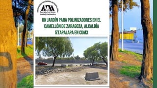 Unjardínparapolinizadoresenel
CamellóndeZaragoza,alcaldía
IztapalapaenCDMX
 