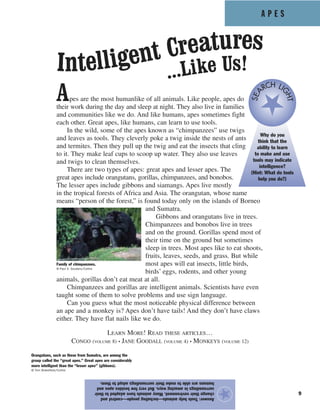 A P E S
9
Apes are the most humanlike of all animals. Like people, apes do
their work during the day and sleep at night. They also live in families
and communities like we do. And like humans, apes sometimes fight
each other. Great apes, like humans, can learn to use tools.
In the wild, some of the apes known as “chimpanzees” use twigs
and leaves as tools. They cleverly poke a twig inside the nests of ants
and termites. Then they pull up the twig and eat the insects that cling
to it. They make leaf cups to scoop up water. They also use leaves
and twigs to clean themselves.
There are two types of apes: great apes and lesser apes. The
great apes include orangutans, gorillas, chimpanzees, and bonobos.
The lesser apes include gibbons and siamangs. Apes live mostly
in the tropical forests of Africa and Asia. The orangutan, whose name
means “person of the forest,” is found today only on the islands of Borneo
and Sumatra.
Gibbons and orangutans live in trees.
Chimpanzees and bonobos live in trees
and on the ground. Gorillas spend most of
their time on the ground but sometimes
sleep in trees. Most apes like to eat shoots,
fruits, leaves, seeds, and grass. But while
most apes will eat insects, little birds,
birds’ eggs, rodents, and other young
animals, gorillas don’t eat meat at all.
Chimpanzees and gorillas are intelligent animals. Scientists have even
taught some of them to solve problems and use sign language.
Can you guess what the most noticeable physical difference between
an ape and a monkey is? Apes don’t have tails! And they don’t have claws
either. They have flat nails like we do.
LEARN MORE! READ THESE ARTICLES…
CONGO (VOLUME 8) • JANE GOODALL (VOLUME 4) • MONKEYS (VOLUME 12)
Answer:Toolshelpanimals—includingpeople—controland
changetheirenvironment.Manyanimalshaveadaptedtotheir
surroundingsinamazingways.Butveryfewbesidesapesand
humansareabletomaketheirsurroundingsadapttothem.
★
Intelligent Creatures
...Like Us!
Orangutans, such as these from Sumatra, are among the
group called the “great apes.” Great apes are considerably
more intelligent than the “lesser apes” (gibbons).
© Tom Brakefield/Corbis
Why do you
think that the
ability to learn
to make and use
tools may indicate
intelligence?
(Hint: What do tools
help you do?)
SEA
RCH LI
GHT
Family of chimpanzees.
© Paul A. Souders/Corbis
 