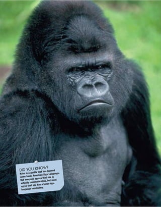 DID YOU KNOW?
Koko is a gorilla that has learned
some basic American Sign Language.
Not everyone agrees that she is
actually communicating, but most
agree that she has a large sign-
language vocabulary.
 