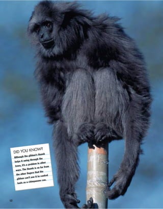 12
DID YOU KNOW?
Although the gibbon’s thumb
helps it swing through the
trees, it’s a problem in other
ways. The thumb is so far from
the other fingers that the
gibbon can’t use it to control
tools as a chimpanzee can.
 