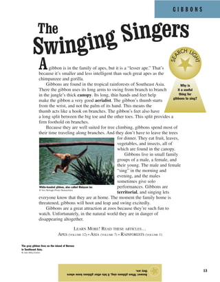 G I B B O N S
13
Agibbon is in the family of apes, but it is a “lesser ape.” That’s
because it’s smaller and less intelligent than such great apes as the
chimpanzee and gorilla.
Gibbons are found in the tropical rainforests of Southeast Asia.
There the gibbon uses its long arms to swing from branch to branch
in the jungle’s thick canopy. Its long, thin hands and feet help
make the gibbon a very good aerialist. The gibbon’s thumb starts
from the wrist, and not the palm of its hand. This means the
thumb acts like a hook on branches. The gibbon’s feet also have
a long split between the big toe and the other toes. This split provides a
firm foothold on branches.
Because they are well suited for tree climbing, gibbons spend most of
their time traveling along branches. And they don’t have to leave the trees
for dinner. They eat fruit, leaves,
vegetables, and insects, all of
which are found in the canopy.
Gibbons live in small family
groups of a male, a female, and
their young. The male and female
“sing” in the morning and
evening, and the males
sometimes give solo
performances. Gibbons are
territorial, and singing lets
everyone know that they are at home. The moment the family home is
threatened, gibbons will hoot and leap and swing excitedly.
Gibbons are a great attraction at zoos because they’re such fun to
watch. Unfortunately, in the natural world they are in danger of
disappearing altogether.
LEARN MORE! READ THESE ARTICLES…
APES (VOLUME 12) • ASIA (VOLUME 7) • RAINFORESTS (VOLUME 1)
Answer:Whengibbonssing,itletsothergibbonsknowwhere
theyare.
★
The gray gibbon lives on the island of Borneo
in Southeast Asia.
© Uwe Walz/Corbis
White-handed gibbon, also called Malayan lar.
© Tom McHugh/Photo Researchers
Why is
it a useful
thing for
gibbons to sing?
SEA
RCH LI
GHT
The
Swinging Singers
 