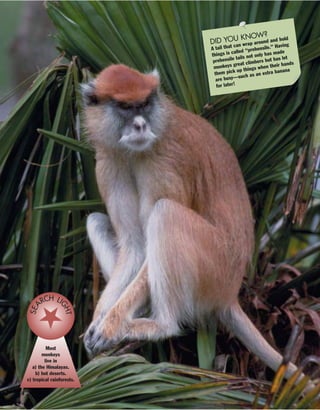 14
DID YOU KNOW?
A tail that can wrap around and hold
things is called “prehensile.” Having
prehensile tails not only has made
monkeys great climbers but has let
them pick up things when their hands
are busy—such as an extra banana
for later!
Most
monkeys
live in
a) the Himalayas.
b) hot deserts.
c) tropical rainforests.
SEA
RCH LI
GHT
 
