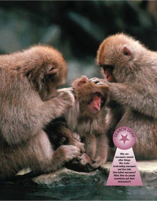 Why are
macaques named
after things
like crabs
(crab-eating macaque)
and lion tails
(lion-tailed macaque)?
(Hint: How do people
sometimes get their
nicknames?)
SEA
RCH LI
GHT
 