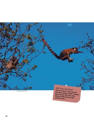 18
© Wolfgang Kaehler/Corbis
DID YOU KNOW?The word “lemur” comes from theLatin word meaning “ghost.” Perhapsthis is because they move aboutsilently at night and have largemysterious eyes.
 
