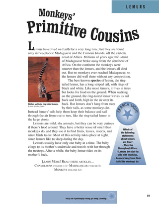 L E M U R S
19
Lemurs have lived on Earth for a very long time, but they are found
only in two places: Madagascar and the Comoro Islands, off the eastern
coast of Africa. Millions of years ago, the island
of Madagascar broke away from the continent of
Africa. On the continent the monkeys were
smarter than the lemurs, and the lemurs all died
out. But no monkeys ever reached Madagascar, so
the lemurs did well there without any competition.
The best-known species of lemur, the ring-
tailed lemur, has a long striped tail, with rings of
black and white. Like most lemurs, it lives in trees
but looks for food on the ground. When walking
on the ground, the ring-tailed lemur waves its tail
back and forth, high in the air over its
back. But lemurs don’t hang from trees
by their tails, as some monkeys do.
Instead lemurs’ tails help them keep their balance and sail
through the air from tree to tree, like the ring-tailed lemur in
the large photo.
Lemurs are mild, shy animals, but they can be very curious
if there’s food around. They have a better sense of smell than
monkeys do, and they use it to find fruits, leaves, insects, and
small birds to eat. Most of this activity takes place at night,
since lemurs like to sleep during the day.
Lemurs usually have only one baby at a time. The baby
clings to its mother’s underside and travels with her through
the treetops. After a while, the baby lemur rides on its
mother’s back.
LEARN MORE! READ THESE ARTICLES…
CHAMELEONS (VOLUME 11) • MADAGASCAR (VOLUME 8)
MONKEYS (VOLUME 12)
Answer:Noneofthesestatementsaretrue.
★
Monkeys’
Primitive Cousins
Mother and baby ring-tailed lemurs.
© Kevin Schafer/Corbis
Which of
the following
statements
about lemurs
are true?
- They live
throughout Africa.
- Lemurs live side by
side with monkeys.
- Lemurs hang from their
tails like monkeys do.
SEA
RCH LI
GHT
 