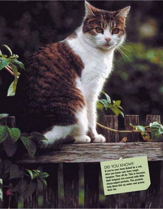 DID YOU KNOW?
If you’ve ever been licked by a cat,
then you know cats have rough
tongues. They all do. This is because
their tongues are covered with little
sharp-edged pockets. The pockets
help them lick up water and groom
their fur.
 