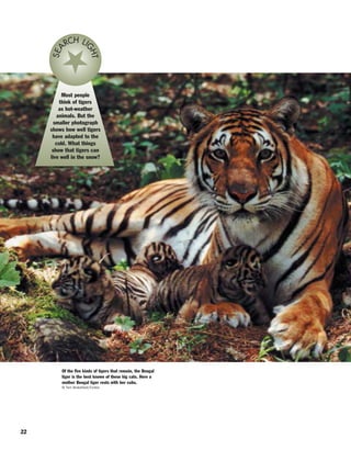 22
Most people
think of tigers
as hot-weather
animals. But the
smaller photograph
shows how well tigers
have adapted to the
cold. What things
show that tigers can
live well in the snow?
SEA
RCH LI
GHT
Of the five kinds of tigers that remain, the Bengal
tiger is the best known of these big cats. Here a
mother Bengal tiger rests with her cubs.
© Tom Brakefield/Corbis
 