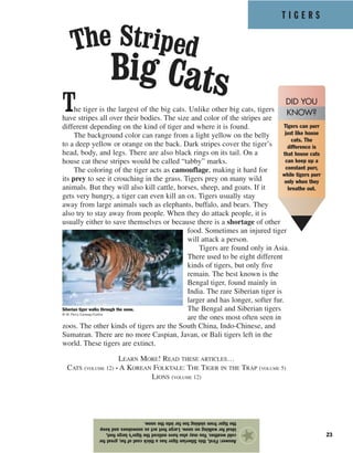 T I G E R S
23
The tiger is the largest of the big cats. Unlike other big cats, tigers
have stripes all over their bodies. The size and color of the stripes are
different depending on the kind of tiger and where it is found.
The background color can range from a light yellow on the belly
to a deep yellow or orange on the back. Dark stripes cover the tiger’s
head, body, and legs. There are also black rings on its tail. On a
house cat these stripes would be called “tabby” marks.
The coloring of the tiger acts as camouflage, making it hard for
its prey to see it crouching in the grass. Tigers prey on many wild
animals. But they will also kill cattle, horses, sheep, and goats. If it
gets very hungry, a tiger can even kill an ox. Tigers usually stay
away from large animals such as elephants, buffalo, and bears. They
also try to stay away from people. When they do attack people, it is
usually either to save themselves or because there is a shortage of other
food. Sometimes an injured tiger
will attack a person.
Tigers are found only in Asia.
There used to be eight different
kinds of tigers, but only five
remain. The best known is the
Bengal tiger, found mainly in
India. The rare Siberian tiger is
larger and has longer, softer fur.
The Bengal and Siberian tigers
are the ones most often seen in
zoos. The other kinds of tigers are the South China, Indo-Chinese, and
Sumatran. There are no more Caspian, Javan, or Bali tigers left in the
world. These tigers are extinct.
LEARN MORE! READ THESE ARTICLES…
CATS (VOLUME 12) • A KOREAN FOLKTALE: THE TIGER IN THE TRAP (VOLUME 5)
LIONS (VOLUME 12)
Answer:First,thisSiberiantigerhasathickcoatoffur,greatfor
coldweather.Youmayalsohavenoticedthetiger’slargefeet,
idealforwalkingonsnow.Largefeetactassnowshoesandkeep
thetigerfromsinkingtoofarintothesnow.
★
Siberian tiger walks through the snow.
© W. Perry Conway/Corbis
The Striped
Big Cats
Tigers can purr
just like house
cats. The
difference is
that house cats
can keep up a
constant purr,
while tigers purr
only when they
breathe out.
DID YOU
KNOW?
 