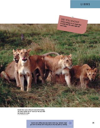 L I O N S
25
Answer:Amalelionhastolookfierceandstrongtoscareoff
otheranimals.Themanemakeshimlookbiggerandscarier.
★
Female lions such as these do most of the hunting.
The males usually roar to “scare up” the prey while
the females lie in wait.
© Tom Brakefield/Corbis
DID YOU KNOW?A lion’s tongue is so rough that
it could lick the skin right off
your body.
 