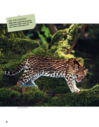 © Tom Brakefield/Corbis
26
DID YOU KNOW?
Unlike their cousins the housecats,
ocelots don’t mind a swim now and
then. They’re quite good at it!
 