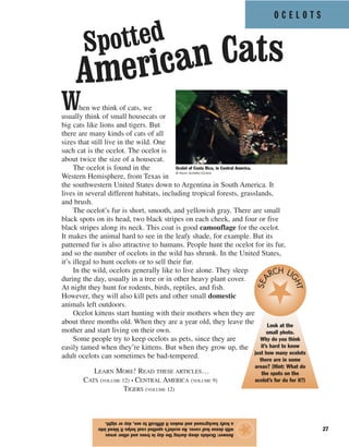 O C E L O T S
27
When we think of cats, we
usually think of small housecats or
big cats like lions and tigers. But
there are many kinds of cats of all
sizes that still live in the wild. One
such cat is the ocelot. The ocelot is
about twice the size of a housecat.
The ocelot is found in the
Western Hemisphere, from Texas in
the southwestern United States down to Argentina in South America. It
lives in several different habitats, including tropical forests, grasslands,
and brush.
The ocelot’s fur is short, smooth, and yellowish gray. There are small
black spots on its head, two black stripes on each cheek, and four or five
black stripes along its neck. This coat is good camouflage for the ocelot.
It makes the animal hard to see in the leafy shade, for example. But its
patterned fur is also attractive to humans. People hunt the ocelot for its fur,
and so the number of ocelots in the wild has shrunk. In the United States,
it’s illegal to hunt ocelots or to sell their fur.
In the wild, ocelots generally like to live alone. They sleep
during the day, usually in a tree or in other heavy plant cover.
At night they hunt for rodents, birds, reptiles, and fish.
However, they will also kill pets and other small domestic
animals left outdoors.
Ocelot kittens start hunting with their mothers when they are
about three months old. When they are a year old, they leave the
mother and start living on their own.
Some people try to keep ocelots as pets, since they are
easily tamed when they’re kittens. But when they grow up, the
adult ocelots can sometimes be bad-tempered.
LEARN MORE! READ THESE ARTICLES…
CATS (VOLUME 12) • CENTRAL AMERICA (VOLUME 9)
TIGERS (VOLUME 12)
Answer:Ocelotssleepduringthedayintreesandotherareas
withdenseleafcover.Anocelot’sspottedcoathelpsitblendinto
aleafybackgroundandmakesitdifficulttosee,dayornight.
★
Spotted
American Cats
Ocelot of Costa Rica, in Central America.
© Kevin Schafer/Corbis
Look at the
small photo.
Why do you think
it’s hard to know
just how many ocelots
there are in some
areas? (Hint: What do
the spots on the
ocelot’s fur do for it?)
SEA
RCH LI
GHT
 