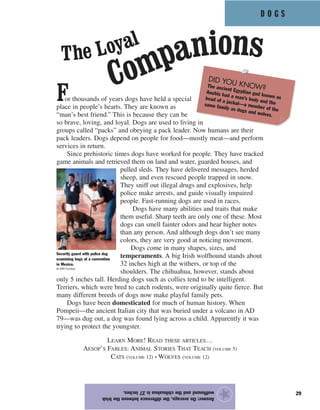 D O G S
29
For thousands of years dogs have held a special
place in people’s hearts. They are known as
“man’s best friend.” This is because they can be
so brave, loving, and loyal. Dogs are used to living in
groups called “packs” and obeying a pack leader. Now humans are their
pack leaders. Dogs depend on people for food—mostly meat—and perform
services in return.
Since prehistoric times dogs have worked for people. They have tracked
game animals and retrieved them on land and water, guarded houses, and
pulled sleds. They have delivered messages, herded
sheep, and even rescued people trapped in snow.
They sniff out illegal drugs and explosives, help
police make arrests, and guide visually impaired
people. Fast-running dogs are used in races.
Dogs have many abilities and traits that make
them useful. Sharp teeth are only one of these. Most
dogs can smell fainter odors and hear higher notes
than any person. And although dogs don’t see many
colors, they are very good at noticing movement.
Dogs come in many shapes, sizes, and
temperaments. A big Irish wolfhound stands about
32 inches high at the withers, or top of the
shoulders. The chihuahua, however, stands about
only 5 inches tall. Herding dogs such as collies tend to be intelligent.
Terriers, which were bred to catch rodents, were originally quite fierce. But
many different breeds of dogs now make playful family pets.
Dogs have been domesticated for much of human history. When
Pompeii—the ancient Italian city that was buried under a volcano in AD
79—was dug out, a dog was found lying across a child. Apparently it was
trying to protect the youngster.
LEARN MORE! READ THESE ARTICLES…
AESOP’S FABLES: ANIMAL STORIES THAT TEACH (VOLUME 5)
CATS (VOLUME 12) • WOLVES (VOLUME 12)
Answer:Onaverage,thedifferencebetweentheIrish
wolfhoundandthechihuahuais27inches.
★
The Loyal
Companions
Security guard with police dog
examining bags at a convention
in Mexico.
© AFP/Corbis
DID YOU KNOW?The ancient Egyptian god known as
Anubis had a man’s body and the
head of a jackal—a member of the
same family as dogs and wolves.
 