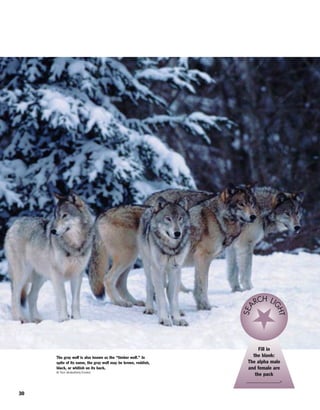 30
The gray wolf is also known as the “timber wolf.” In
spite of its name, the gray wolf may be brown, reddish,
black, or whitish on its back.
© Tom Brakefield/Corbis
Fill in
the blank:
The alpha male
and female are
the pack
_____________.
SEA
RCH LI
GHT
 