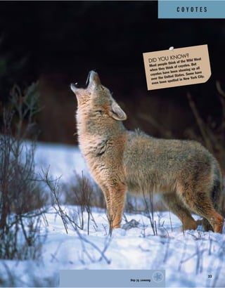 C O Y O T E S
33
Answer:b)dog
★
DID YOU KNOW?
Most people think of the Wild West
when they think of coyotes. But
coyotes have been showing up all
over the United States. Some have
even been spotted in New York City.
 