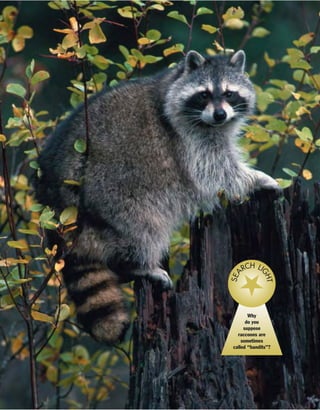 Why
do you
suppose
raccoons are
sometimes
called “bandits”?
SEA
RCH LI
GHT
 