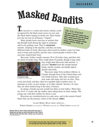 R A C C O O N S
35
The raccoon is a smart and curious animal, easily
recognized by the black mask across its eyes and
the black bands ringing its bushy tail. These bands
give the raccoon its nickname, “ringtail.”
Many people know raccoons as animals that
dig through trash during the night at campsites
and in city garbage cans. They’re nocturnal
animals, sleeping in the daytime, and they eat many
different kinds of foods. Raccoons often search in shallow water for food
such as frogs and crayfish, and this once caused people to believe that
raccoons washed their food.
Raccoons’ bodies usually measure 20 to 26 inches long, and their tails
are about 10 inches long. They weigh about 22 pounds, though a large male
may weigh more than twice that amount. A
raccoon’s forefeet look like slender human
hands, and the creature can handle objects
quickly and easily.
Raccoons range from northern Alberta, in
Canada, through most of the United States and
into South America. They like wooded areas
near water, but many also live in cities. They
swim and climb, and they often live together high in hollow trees, in
openings in rocks, in tree stumps, or in other animals’ burrows. In cities
they are often found living in the attics of houses.
In spring a female raccoon usually has three or four babies. When they
are 10 or 11 weeks old, the mother starts taking them on short outings. The
young stay with their mother for about a year.
Raccoons are considered pests in some areas, and in the eastern United
States they are the primary carrier of the disease rabies.
LEARN MORE! READ THESE ARTICLES…
NORTH AMERICA (VOLUME 9) • PANDAS (VOLUME 12) • PORCUPINES (VOLUME 12)
Answer:Theyarecalledbanditsbecausetheylookliketheyare
wearingmasksandbecausetheystealfoodfromgarbagecans.
★
Masked Bandits
A raccoon at a pond.
© D. Robert & Lorri Franz/Corbis
Raccoons that are used to being around people may seem so
friendly and cute that you want to pick them up. Don’t! They’re
still wild animals with sharp teeth, and they may carry diseases.
© Joe McDonald/Corbis
DID YOU KNOW?The name “raccoon” comes from an
American Indian word for the animal.
Other animal names taken from
Native American languages include
caribou, opossum, skunk, and
woodchuck.
 