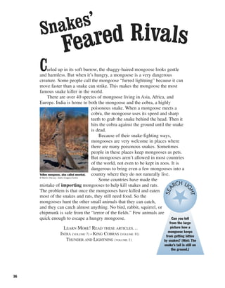 36
Curled up in its soft burrow, the shaggy-haired mongoose looks gentle
and harmless. But when it’s hungry, a mongoose is a very dangerous
creature. Some people call the mongoose “furred lightning” because it can
move faster than a snake can strike. This makes the mongoose the most
famous snake killer in the world.
There are over 40 species of mongoose living in Asia, Africa, and
Europe. India is home to both the mongoose and the cobra, a highly
poisonous snake. When a mongoose meets a
cobra, the mongoose uses its speed and sharp
teeth to grab the snake behind the head. Then it
hits the cobra against the ground until the snake
is dead.
Because of their snake-fighting ways,
mongooses are very welcome in places where
there are many poisonous snakes. Sometimes
people in these places keep mongooses as pets.
But mongooses aren’t allowed in most countries
of the world, not even to be kept in zoos. It is
dangerous to bring even a few mongooses into a
country where they do not naturally live.
Some countries have made the
mistake of importing mongooses to help kill snakes and rats.
The problem is that once the mongooses have killed and eaten
most of the snakes and rats, they still need food. So the
mongooses hunt the other small animals that they can catch,
and they can catch almost anything. No bird, rabbit, squirrel, or
chipmunk is safe from the “terror of the fields.” Few animals are
quick enough to escape a hungry mongoose.
LEARN MORE! READ THESE ARTICLES…
INDIA (VOLUME 7) • KING COBRAS (VOLUME 11)
THUNDER AND LIGHTNING (VOLUME 1)
Feared RivalsSnakes’
Yellow mongoose, also called meerkat.
© Martin Harvey—Gallo Images/Corbis
Can you tell
from the large
picture how a
mongoose keeps
from getting bitten
by snakes? (Hint: The
snake’s tail is still on
the ground.)
SEA
RCH LIGHT
 