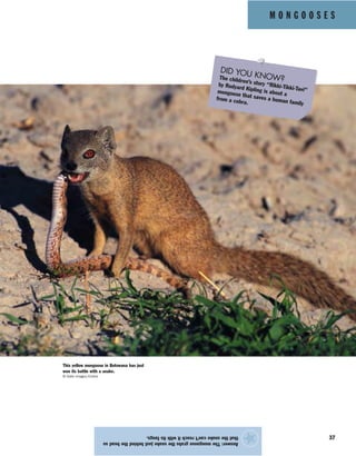 M O N G O O S E S
37
Answer:Themongoosegrabsthesnakejustbehindtheheadso
thatthesnakecan’treachitwithitsfangs.
★
This yellow mongoose in Botswana has just
won its battle with a snake.
© Gallo Images/Corbis
DID YOU KNOW?The children’s story “Rikki-Tikki-Tavi”
by Rudyard Kipling is about amongoose that saves a human family
from a cobra.
 