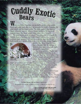 When you think of pandas, you probably picture a big cuddly
black-and-white bear. But there are actually two kinds of pandas: the
giant panda and the lesser panda. The giant panda is the familiar
black-and-white animal, which is found mostly in the forests of
central China. The lesser panda looks rather like a raccoon.
The giant panda grows to about 5 feet long and 220 pounds. Its
favorite food is bamboo, and it eats almost nothing else. It needs to
consume large quantities of bamboo to get the nourishment that its
body needs, so it spends about 10 to 12 hours a day eating. Captive
pandas, like those found in zoos,
have a broader diet. In addition to
bamboo, they may eat cereals, milk,
and garden vegetables.
The lesser panda is smaller and
has rich reddish brown fur on its
back and black fur on its belly. It has
a bushy ringed tail that makes it look
a little like a raccoon. The lesser
panda is sometimes called a “cat
bear” or “red bear cat.” It’s also found in China, as well as in the
South Asian countries of Myanmar, Nepal, and India. Like its giant
cousin, the lesser panda also eats bamboo. But it also eats grasses,
fruits, other plant material, and, sometimes, small animals.
Giant pandas are endangered animals. Their natural habitat keeps
shrinking each year. But many countries are trying to help China
preserve its bamboo forests so that pandas have a place to live. People
are also working to increase the number of pandas by breeding them
in zoos.
LEARN MORE! READ THESE ARTICLES…
BAMBOO (VOLUME 10) • CHINA (VOLUME 7) • KOALAS (VOLUME 12)
Cuddly ExoticBears
Lesser panda.
© Keren Su/Corbis
There are probably only about 1,000 giant pandas
left in the wild. Another 100 or so live in zoos.
© Keren Su/Corbis
 