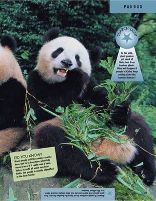 P A N D A S
39
Answer:Ifpeoplecontinuetocutdownthebambooforests,then
giantpandaswillstarveanddieout.Theysimplycouldn’tadjust
toalifewithoutbamboo.
★
In the wild,
giant pandas
get most of
their food from
bamboo plants.
What will happen if
people in China keep
cutting down the
bamboo forests?
SEA
RCH LI
GHT
DID YOU KNOW?
Many people call the panda a panda
bear, but for a long time scientists
weren’t sure if it really was a bear.
Today, in spite of some non-bear
traits, the panda is usually classified
in the bear family.
 