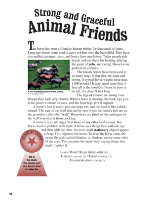 40
The horse has been a friend to human beings for thousands of years.
Long ago horses were used to carry soldiers onto the battlefield. They have
also pulled carriages, carts, and heavy farm machinery. Today people ride
horses and use them for hunting, playing
the game of polo, and racing. Horses even
perform in circuses.
The reason horses have been used in
so many ways is that they are large and
strong. A typical horse weighs more than
1,000 pounds! It may stand more than 5
feet tall at the shoulder. From its nose to
its tail, it’s about 9 feet long.
The legs of a horse are strong even
though they look very slender. When a horse is moving, the back legs give
it the power to move forward, and the front legs give it support.
A horse’s foot is really just one large toe, and the hoof is like a thick
toenail. The part of the hoof that can be seen when the horse’s feet are on
the ground is called the “wall.” Horseshoes are fitted on the underpart of
the wall to protect it from cracking.
A horse’s eyes are larger than those of any other land animal. But
horses have a problem with sight. A horse sees things first with one eye
and then with the other. So even small stationary objects appear
to leap. This frightens the horse. To keep the horse calm, the
owner fits pads called blinders, or blinkers, on the outer sides
of the eyes. This prevents the horse from seeing things that
might frighten it.
LEARN MORE! READ THESE ARTICLES…
CAMELS (VOLUME 12) • TAPIRS (VOLUME 12)
TRANSPORTATION (VOLUME 2)
Strong and Graceful
Animal Friends
A herd of galloping horses in New Zealand.
© Kit Houghton/Corbis
Fill in
the blank:
The outside part
of a horse’s hoof
is called the
“___________.”
SEA
RCH LI
GHT
 
